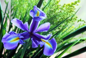 21 Year Anniversary Gift - Blue Iris Flower