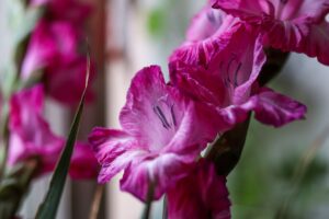 40th Anniversary Gladiolus Flowers