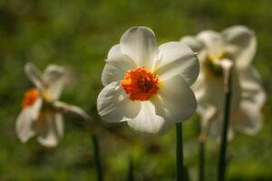 10 Year Wedding Anniversary - Orange and White Daffodils