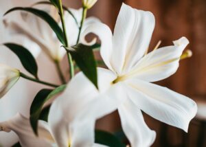 30 Year Anniversary Gift - White Lily Flowers